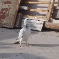 چینی سبز صید