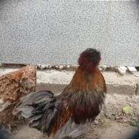 خروس نژاد سلطان شاخدار