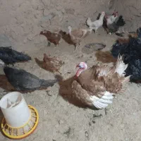 بوقلمون بوربون،برنز