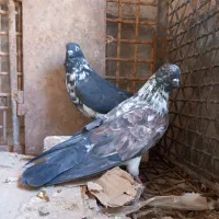 قاره های پرش دار|پرنده|فرخ‌شهر, |دیوار