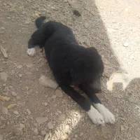 سگ دستاموز|سگ|محلات, |دیوار