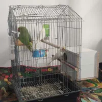 طوطی ملنگووعروس هلندی خوشگل|پرنده|جیرفت, |دیوار