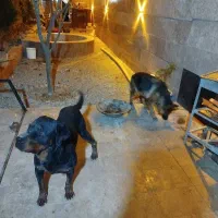 سگ روتوایلر نر آموزش دیده ۲ساله نگهبان و گارد