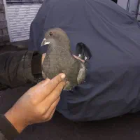 کبوتر زاغ|پرنده|آق قلا, |دیوار