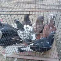 کفتر|پرنده|نقده, |دیوار