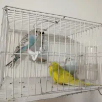 مرغ عشق|پرنده|مشهد, آزادشهر|دیوار