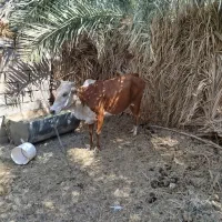 فروشی|حیوانات مزرعه|نگین کویر, |دیوار