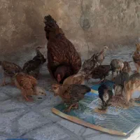 جوجه لاری