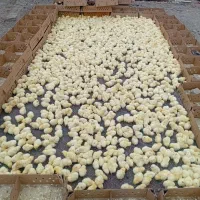 جوجه رنگی محلی اردک