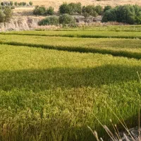 برنج میش خاص محموداباد