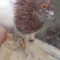 گرفتنی کفتر