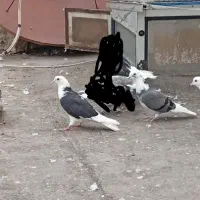 کبوتر فراری