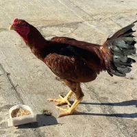 هشت عددمرغ وخروس لاری وپنج عددمرغ محلی تخم گذار