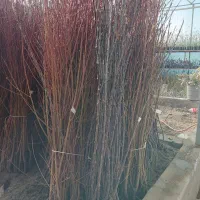 نهال سیب رندرز تضمینی آماده تحویل|خدمات باغبانی و درختکاری|اشنویه, |دیوار