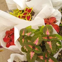 گل کلکسیون وسالنی|کلکسیون و سرگرمی|بروجرد, |دیوار