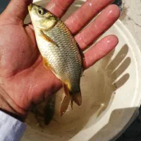 ماهی کپور طلایی|ماهی|تربت‌حیدریه, ترمینال|دیوار