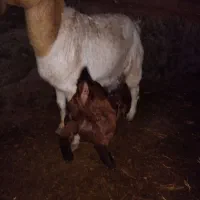 بزپاکستانی|حیوانات مزرعه|فریمان, |دیوار