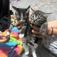 گربه حمایتی|گربه|فریمان, |دیوار