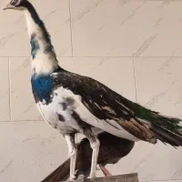 طاووس ابلغ مصری