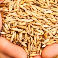 شلتوک  به مقدار۸۳گونیه ۷۰کیلویی به قیمت ۱۶۰تومن