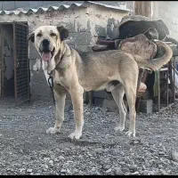 توله عراقی پژدر