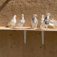 ۳۷ عدد طوقی 