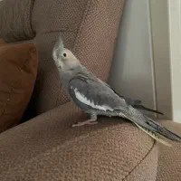 عروس هلندی نر دستی و باهوش و سخنگو با قفس|پرنده|تهران, جیحون|دیوار