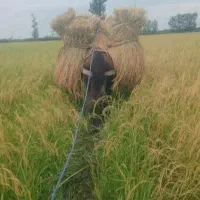 سلام دوستان 6راس اسب  ارزان موجوده قیمت 15