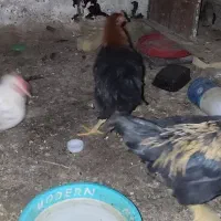 مرغ و خروس