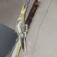 عروس هلندی