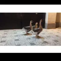 تخم قوغاز نطفه دار تازه