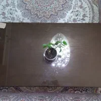 میز جلو مبلی
