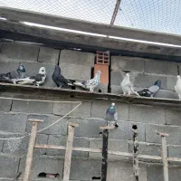 فروش تعدادی کبوتر تماس تلفنی فقط در طول روز|پرنده|گمیشان, |دیوار