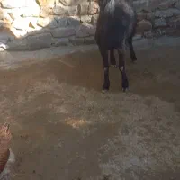 شیشک|حیوانات مزرعه|بروجرد, |دیوار