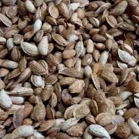 بادام کاغذی ایرانی