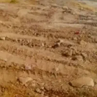 فروش فوری زمین مسکونی نارجو جیرفت