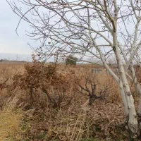 زمین باغی انگور ۶۰۰ متری خوش نقشه|فروش زمین و ملک کلنگی|رباطکریم, منجیل آباد|دیوار