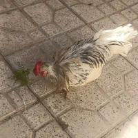 یه عدد خروس چهل تاج ویک مرغ از نژاد خوب