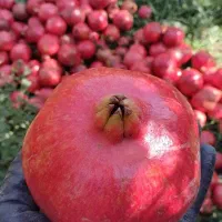 انار خوب ولی ارزون