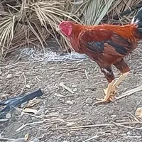 خروس چابهاری