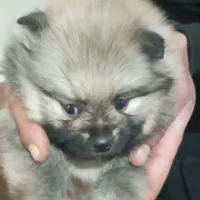 پامرخرسی عروسکی