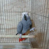 کاسکو ۱۰ کلام مناسب جفت حلقه پا ۶ ساله باهوش