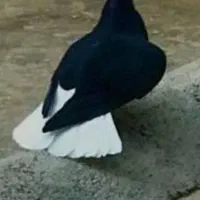 نرم شرور شرو