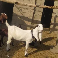 بزگلابی اصل|حیوانات مزرعه|ایرانشهر, |دیوار