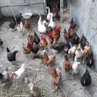 قوغاز خروس مرغ تخمگذارهمه فروشی