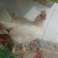 جوجه۳ماهه سلطان رزن