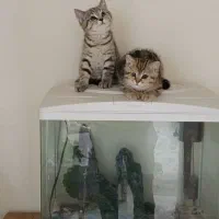 گربه اسکاتیش|گربه|تهران, مولوی|دیوار