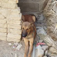 واگذاری سگ نگهبان