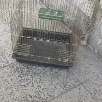 قفس پرنده