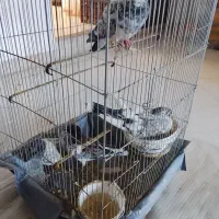 کبوتر|پرنده|شهر ری, دیلمان|دیوار